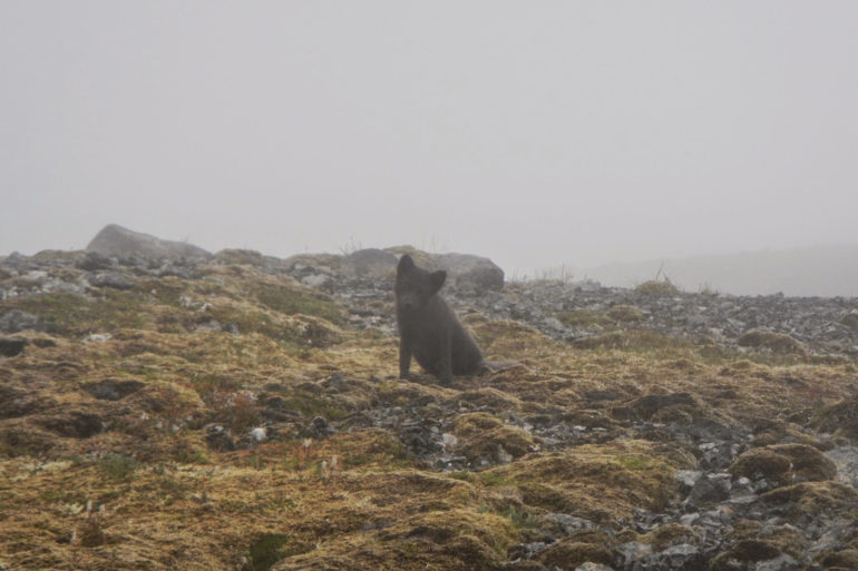 Iceland by foot lost in the fog